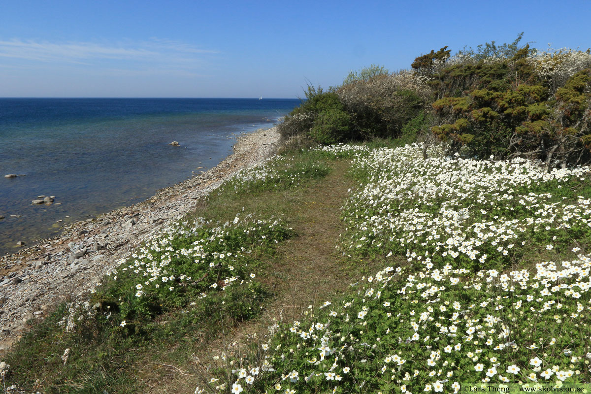 Tovsippa, Anemone sylvestris